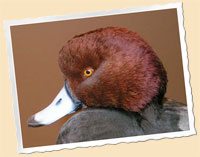 RedHead duck