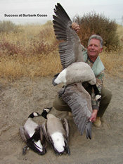 Huge wing span of Greater Goose!