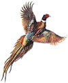 pheasant with long wide tail