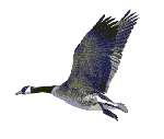Flying goose